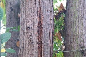 Tree with Chestnut blight