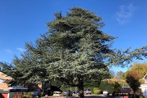 Large tree at Shenfield Place, Brentwood