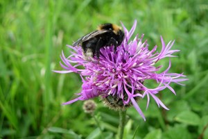 Foraging bee at Roadside Verge in Uttlesford