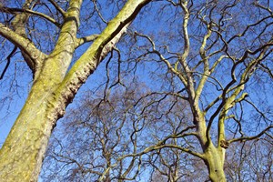 Trees in the royal parks